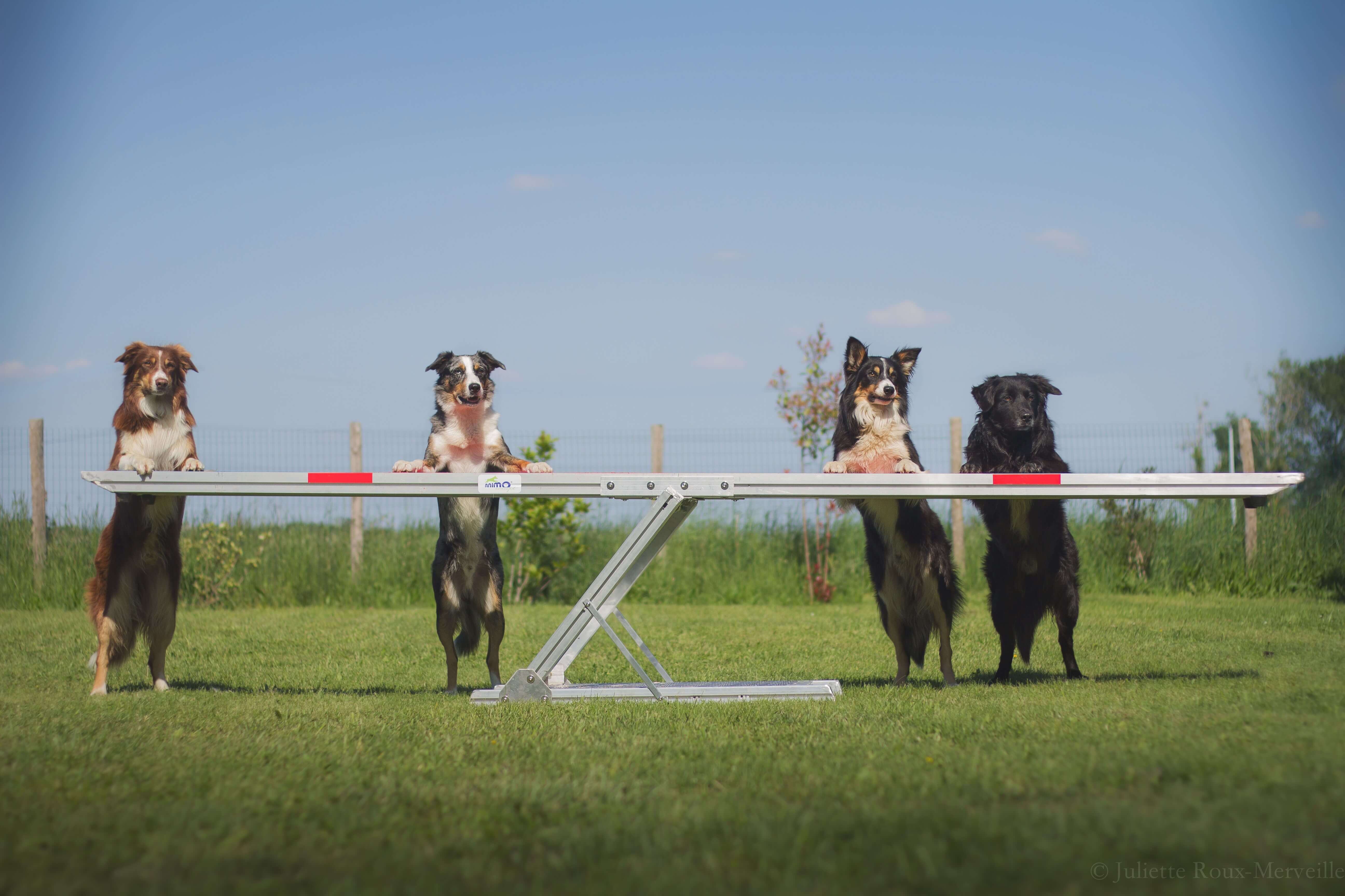 Agility Run Balancoire