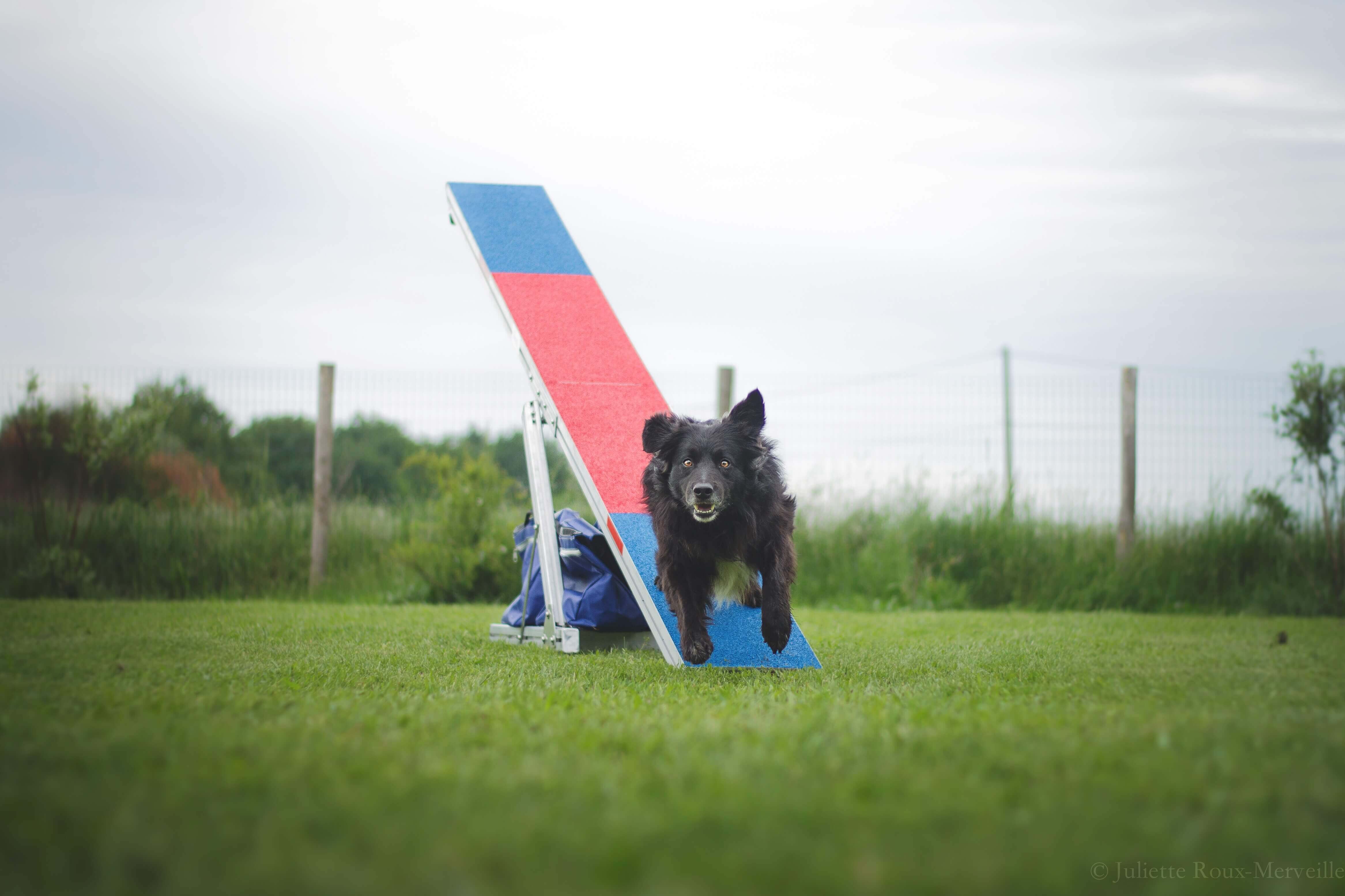 Agility Run Balancoire
