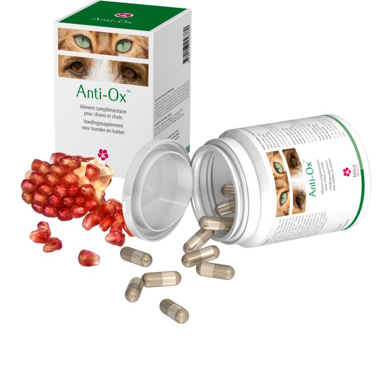 Anti Ox Bt