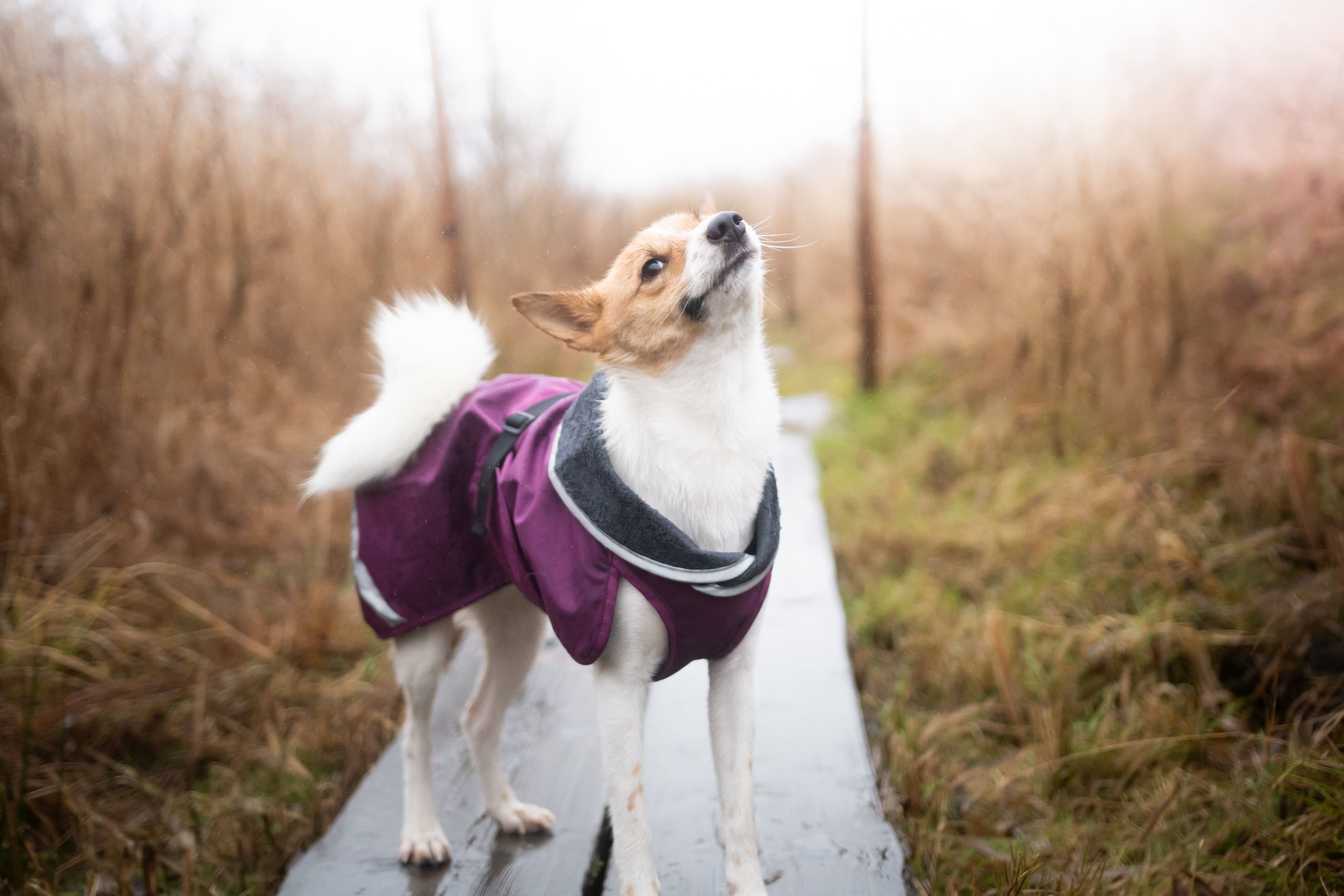 Pomppa Kevyt Manteau impermeable pour chien