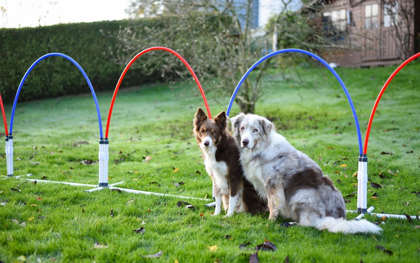 Agility Run Slalom Hooper