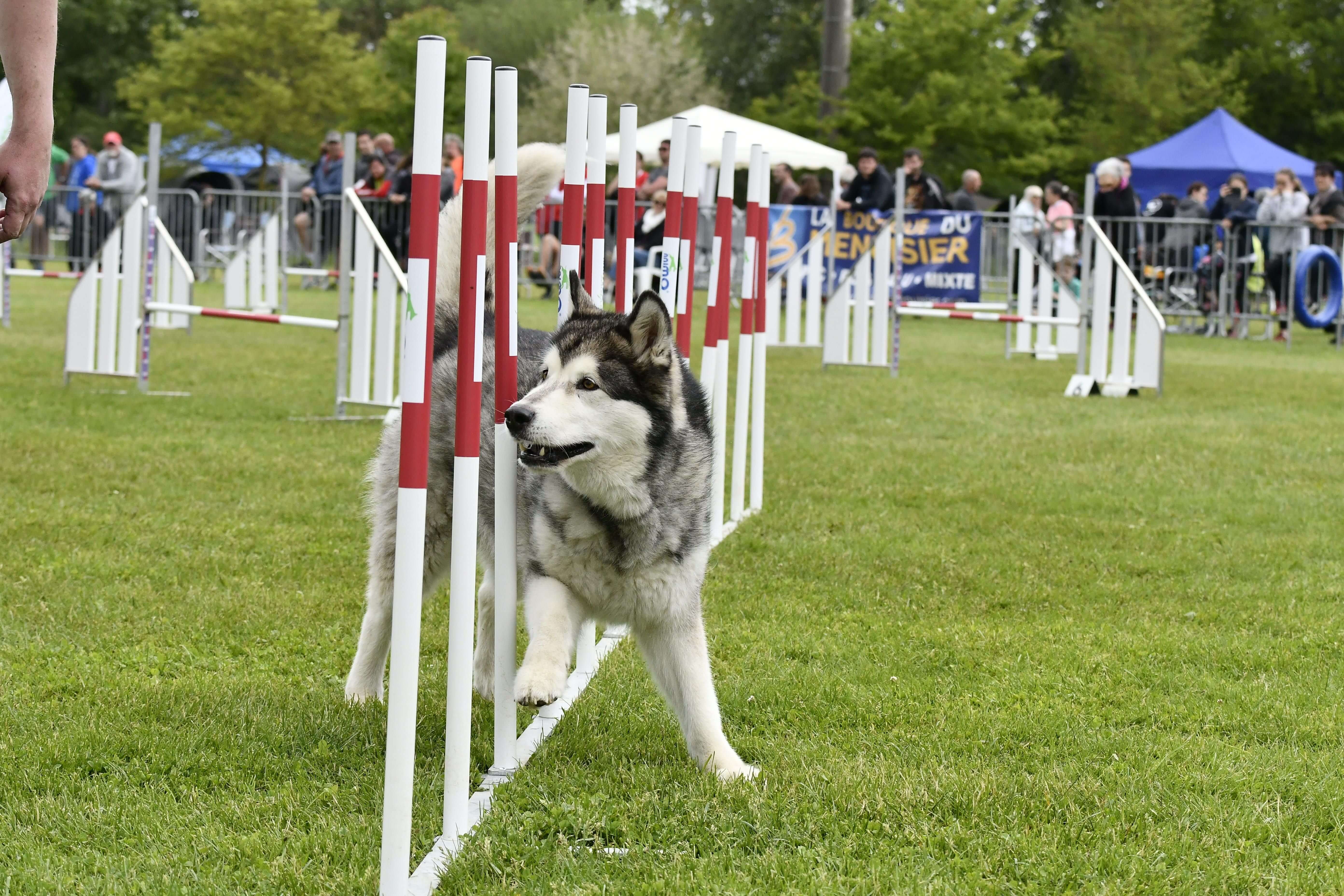 Elite Slalom de competition