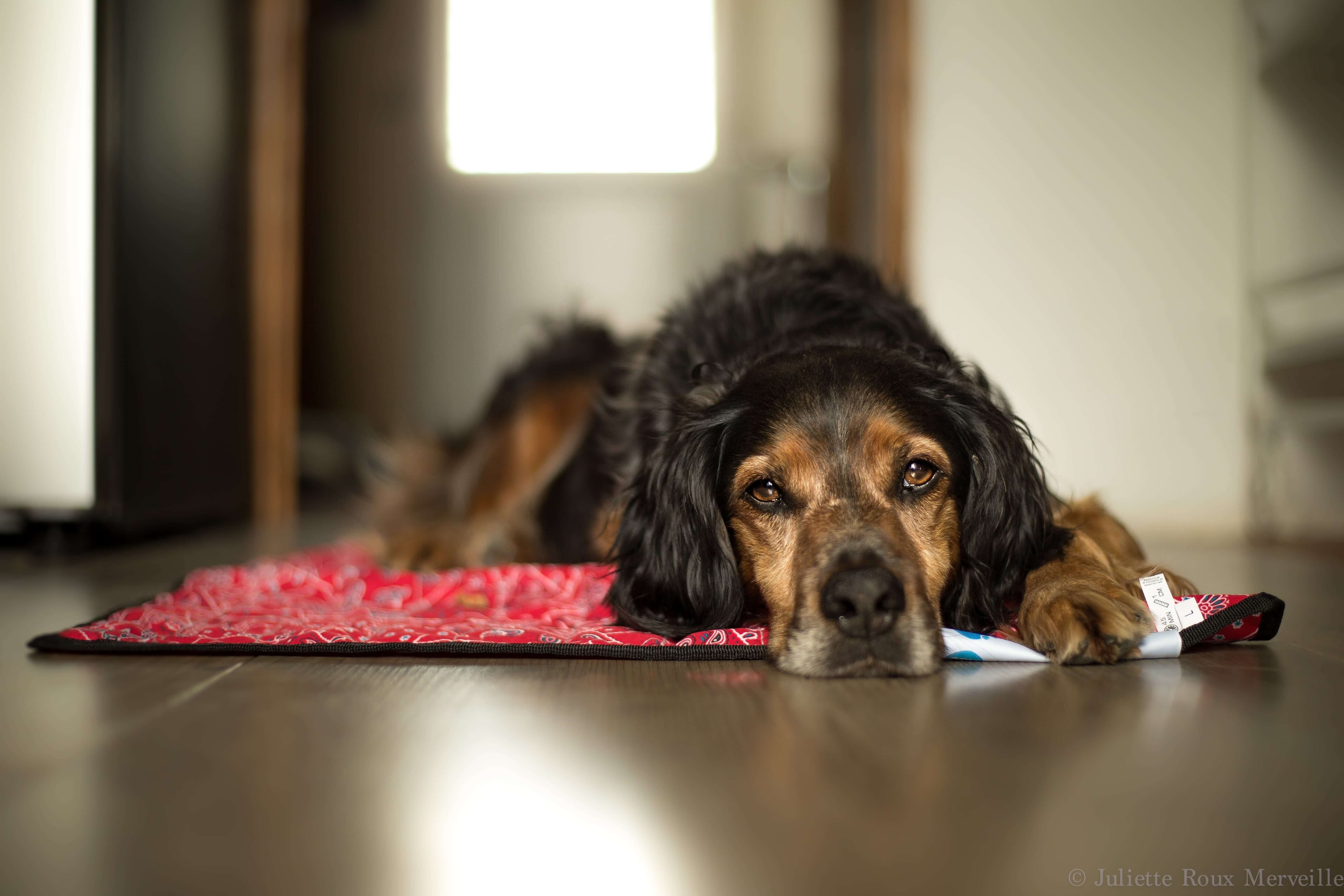 Aqua Coolkeeper Tapis rafraichissant pour chien