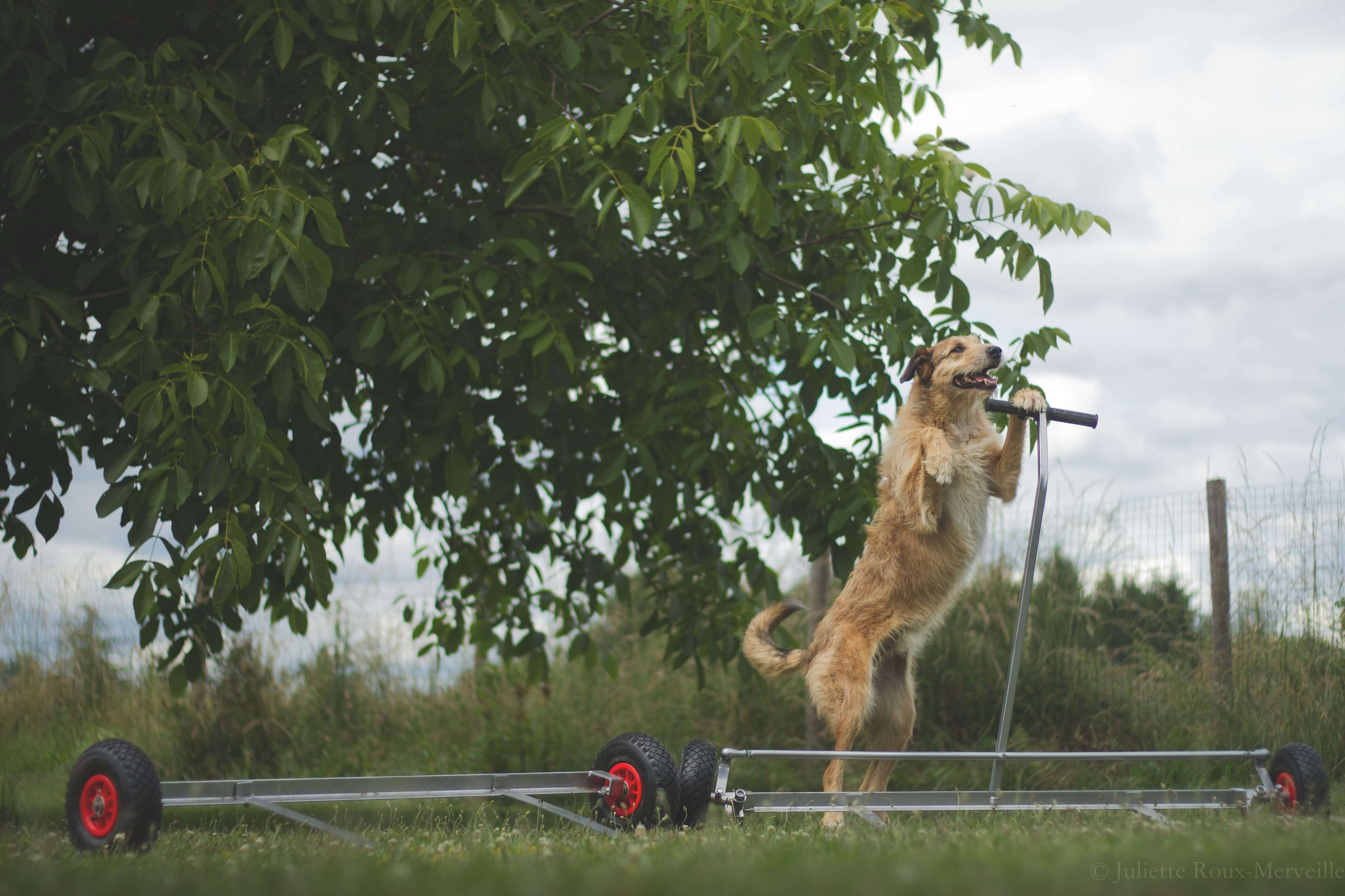 Bouge toit pour palissade d'Agility