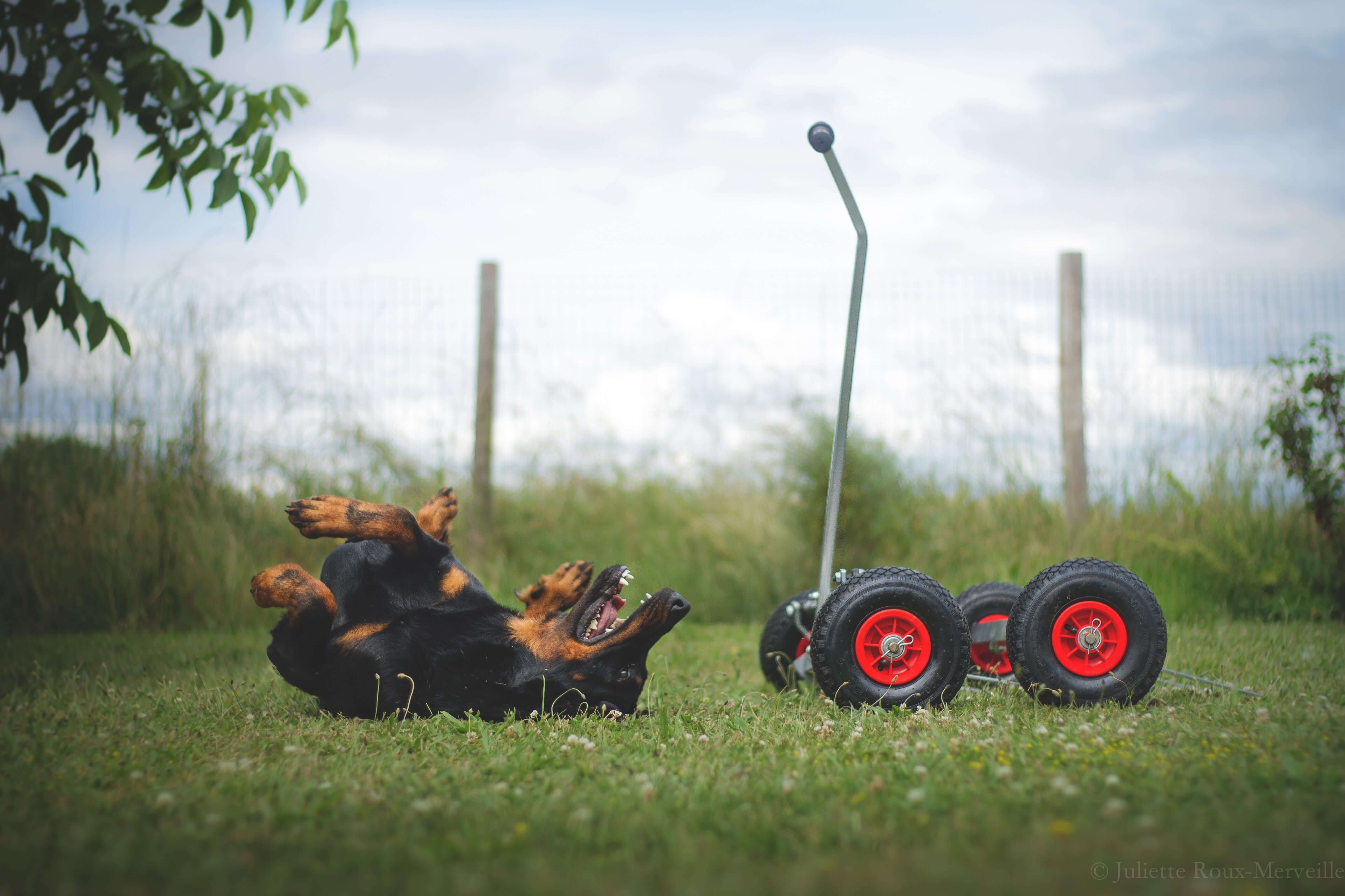 Bouge toit pour palissade d'Agility