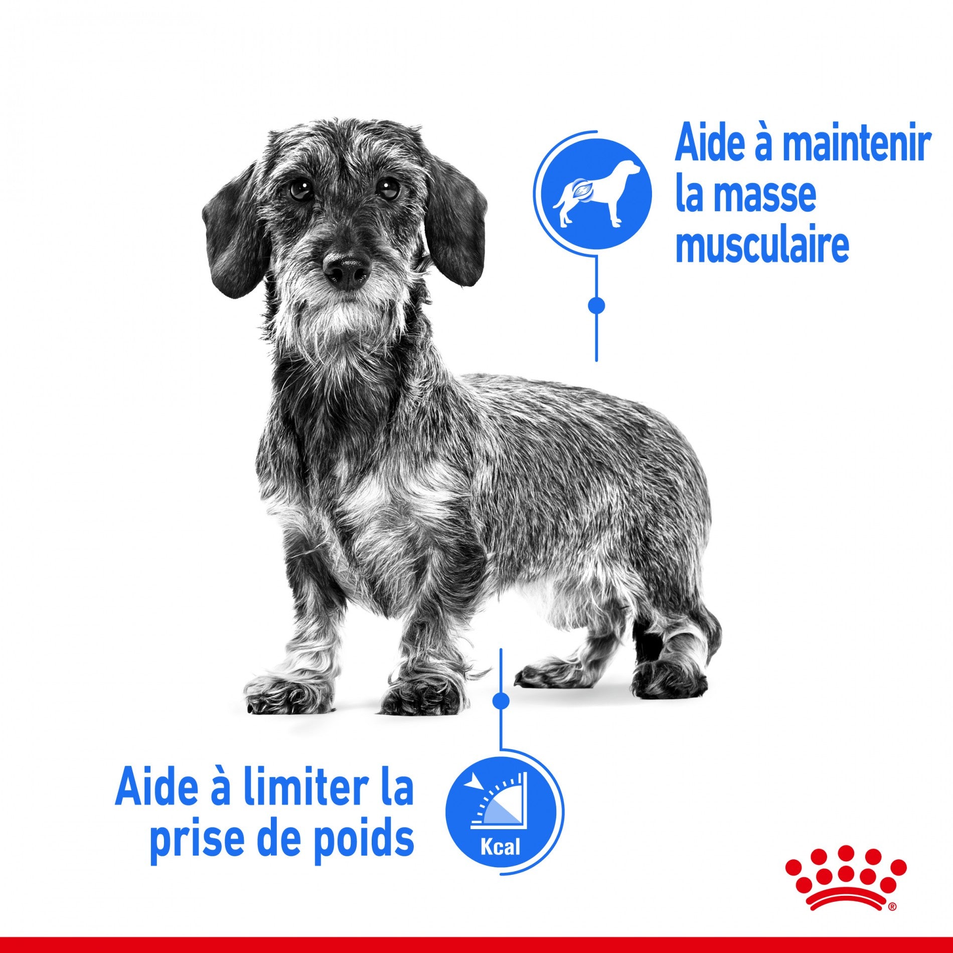 Royal Canin Mini Light Weight Care - Croquettes pour chien