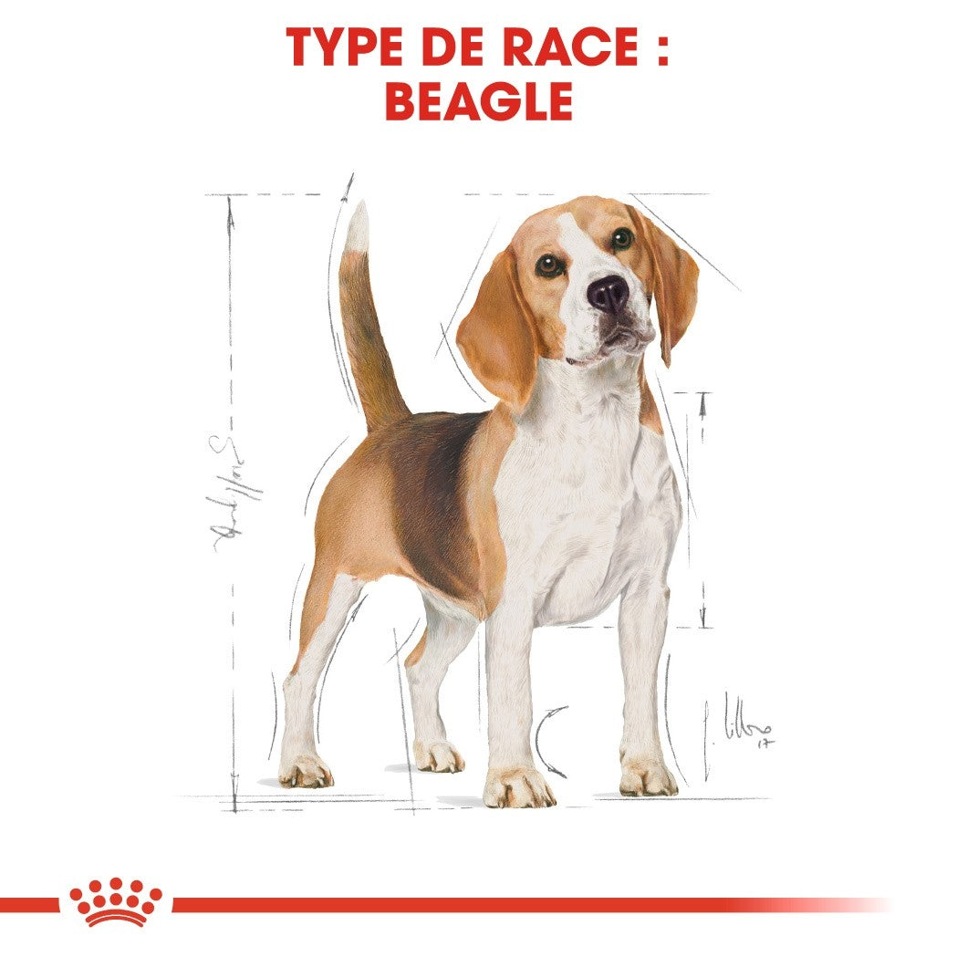 Royal Canin Beagle Adult - Croquettes pour chien