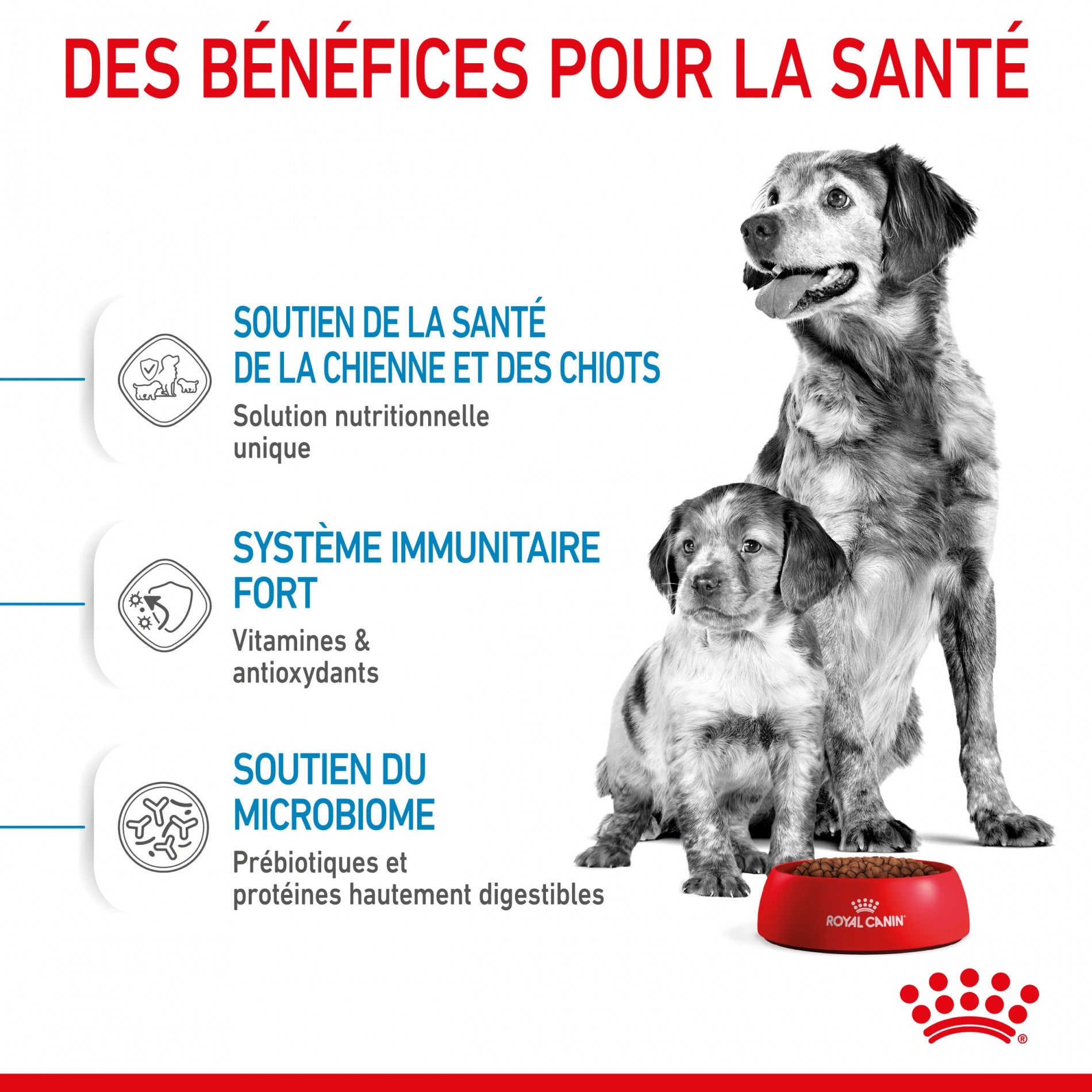 Royal Canin Medium Starter