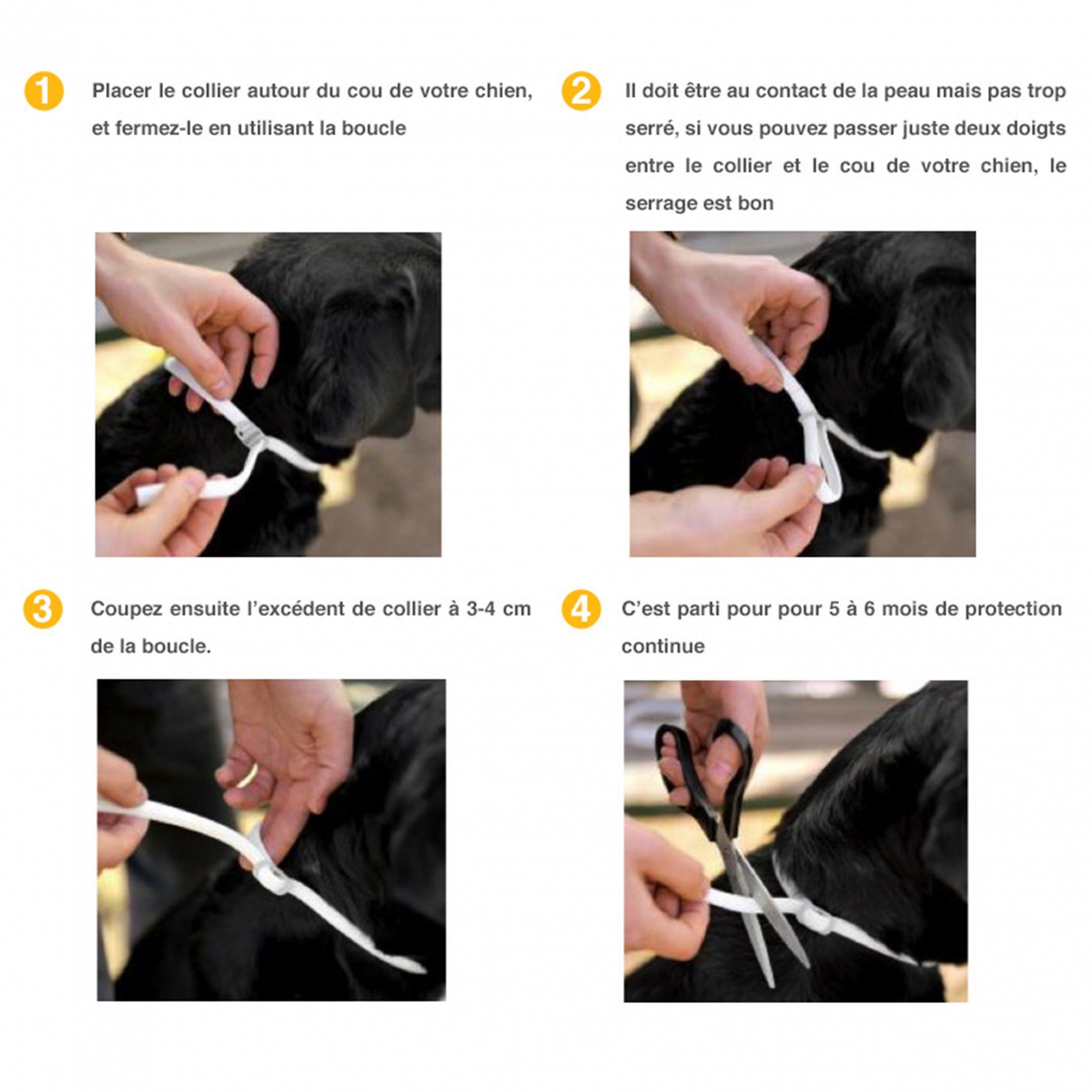 Collier Scalibor chien