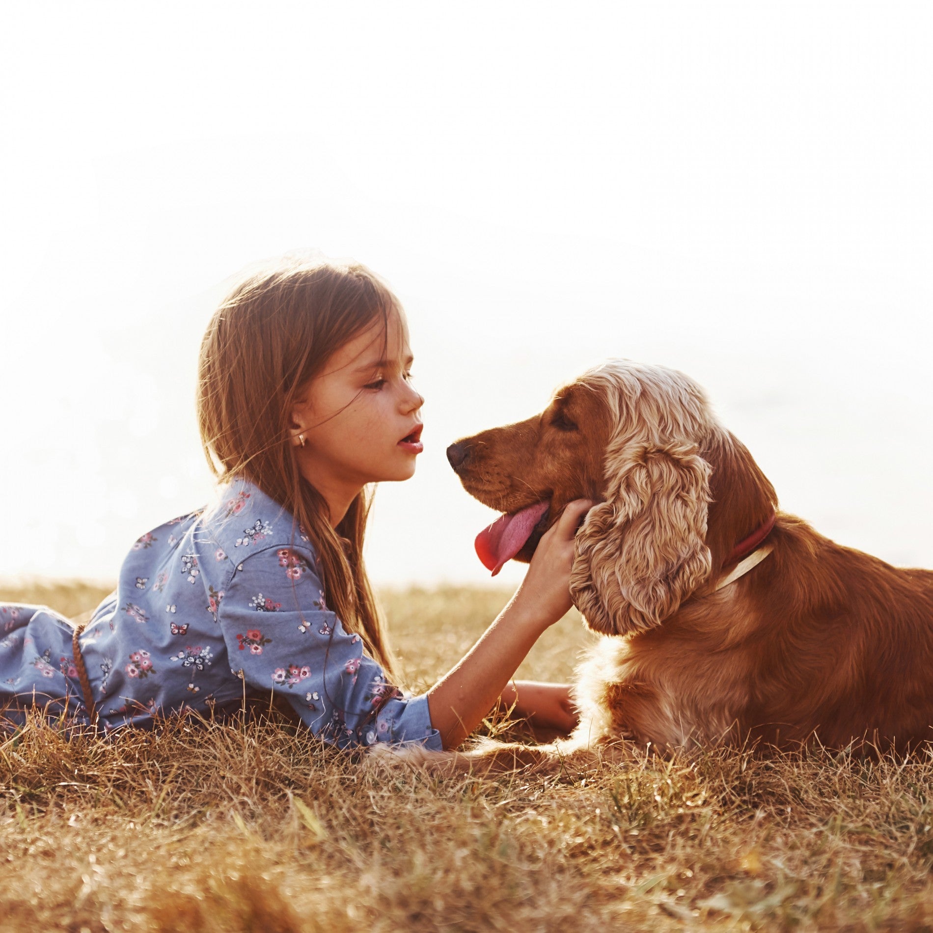 Collier Scalibor chien