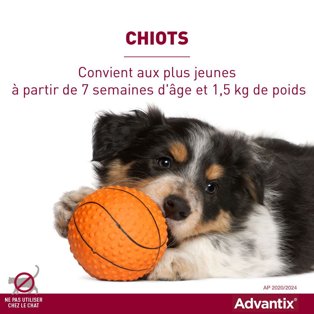 Pipettes Advantix chien