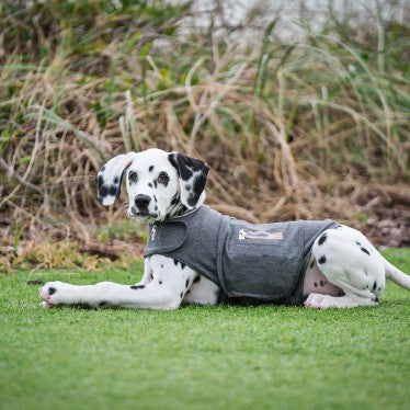 Thundershirt - gilet de compression relaxant