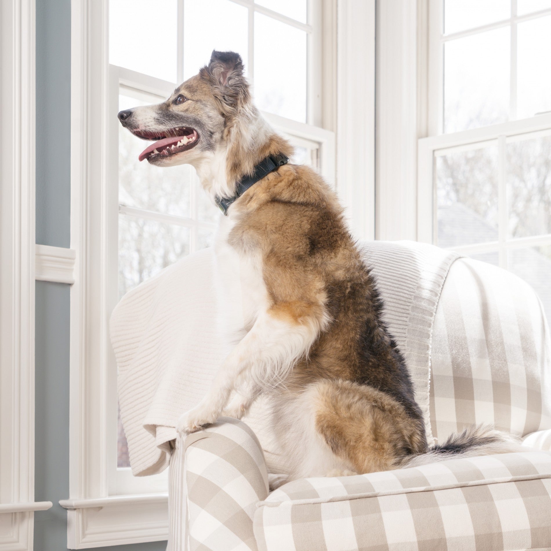 Collier anti-aboiement à spray rechargeable