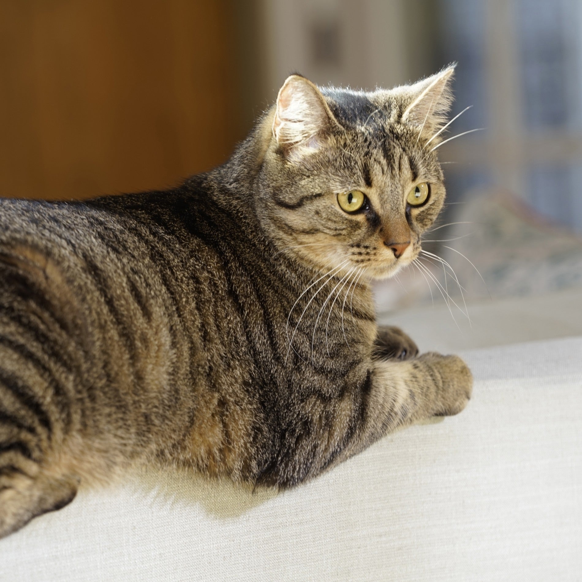 Chatière Ultra Isolante