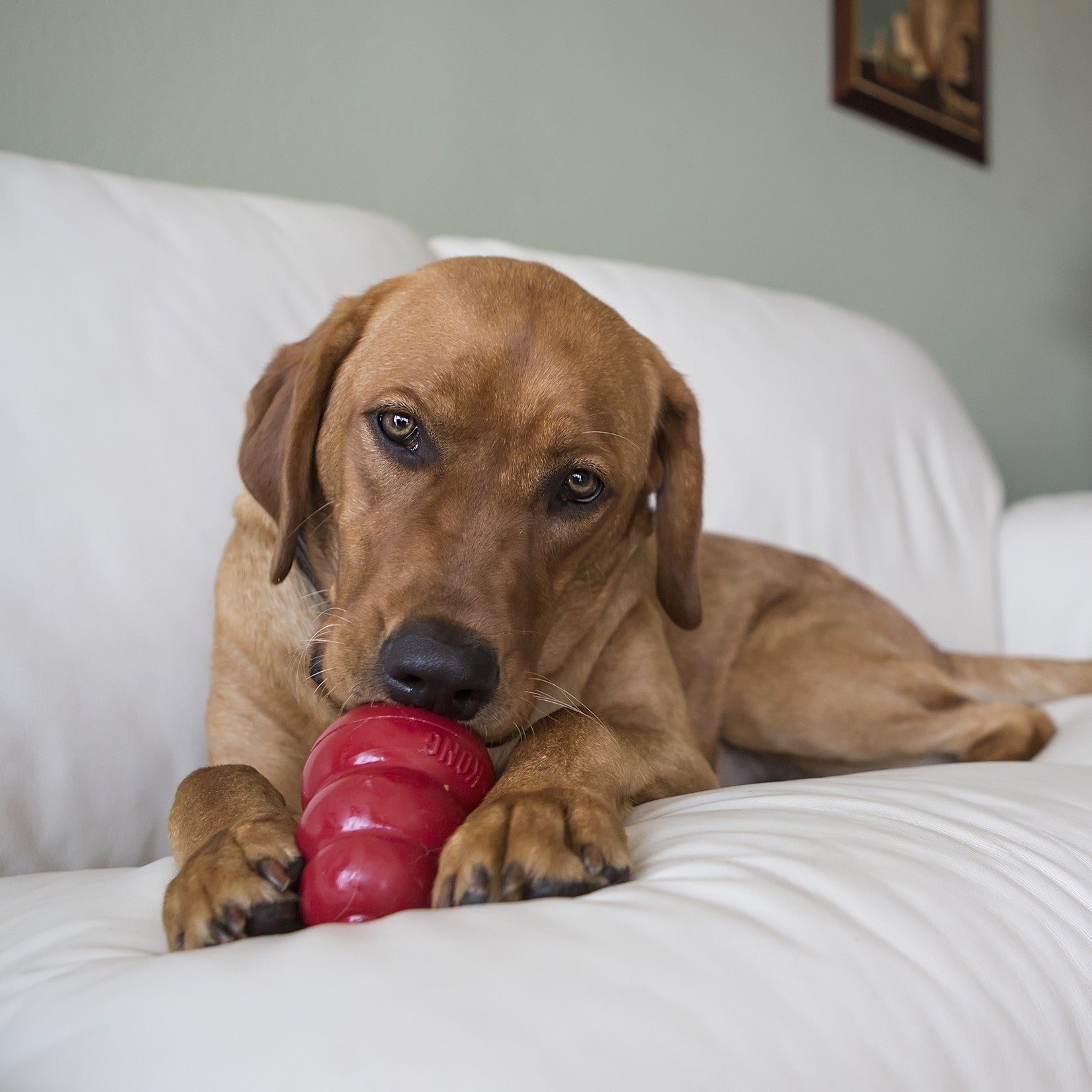 Jouet Classic KONG - Jouet à mâcher pour chien