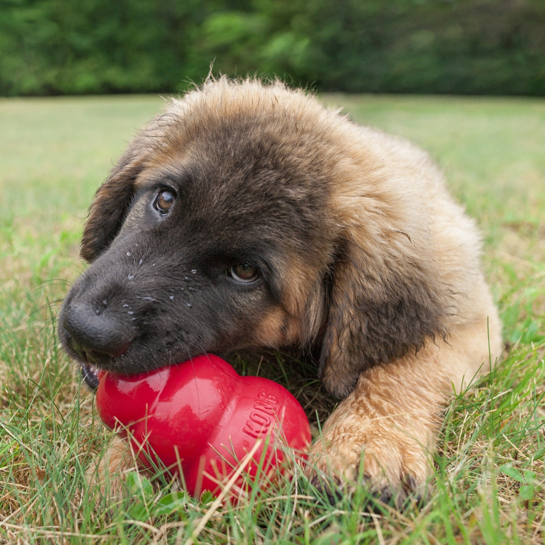 Jouet Classic KONG - Jouet à mâcher pour chien