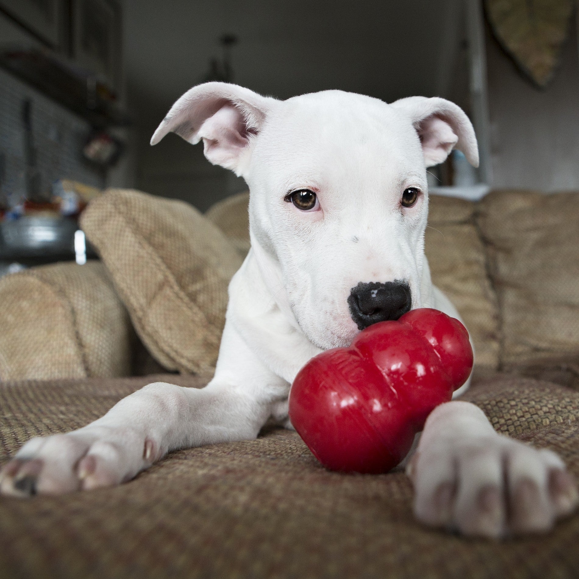 Jouet Classic KONG - Jouet à mâcher pour chien