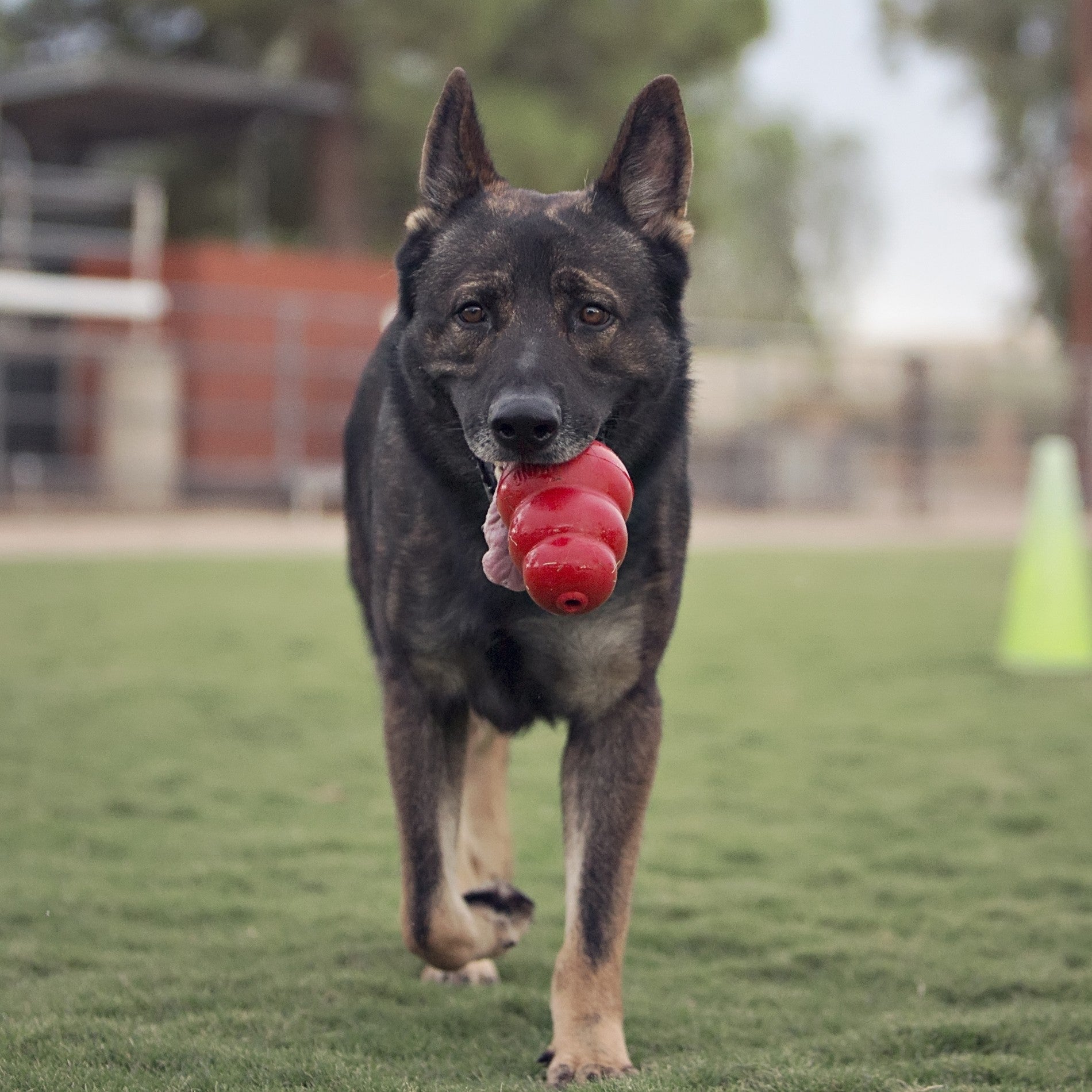 Jouet Classic KONG - Jouet à mâcher pour chien