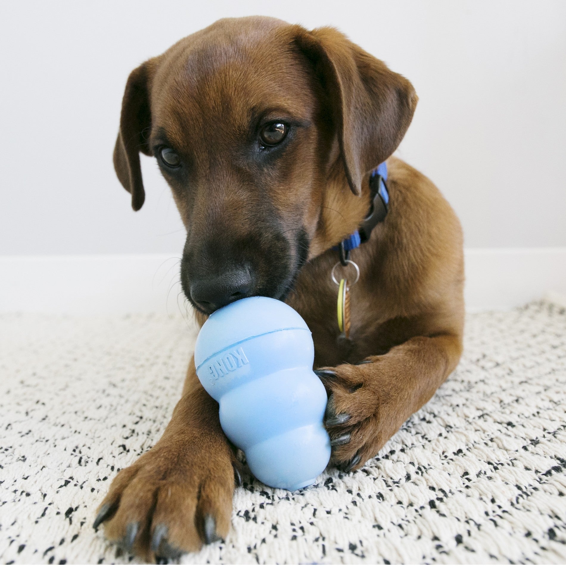 Jouet pour chiot  KONG