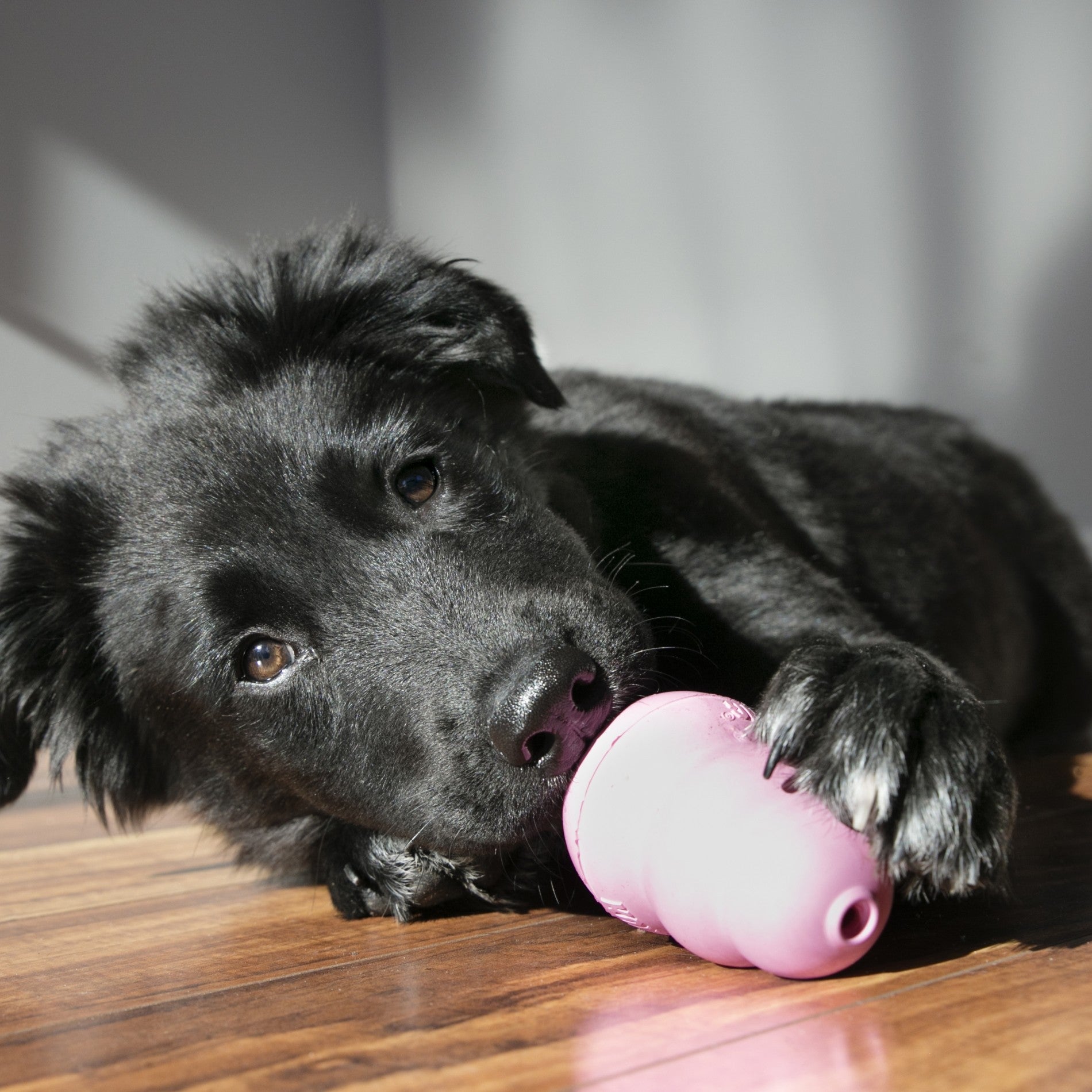 Jouet pour chiot  KONG