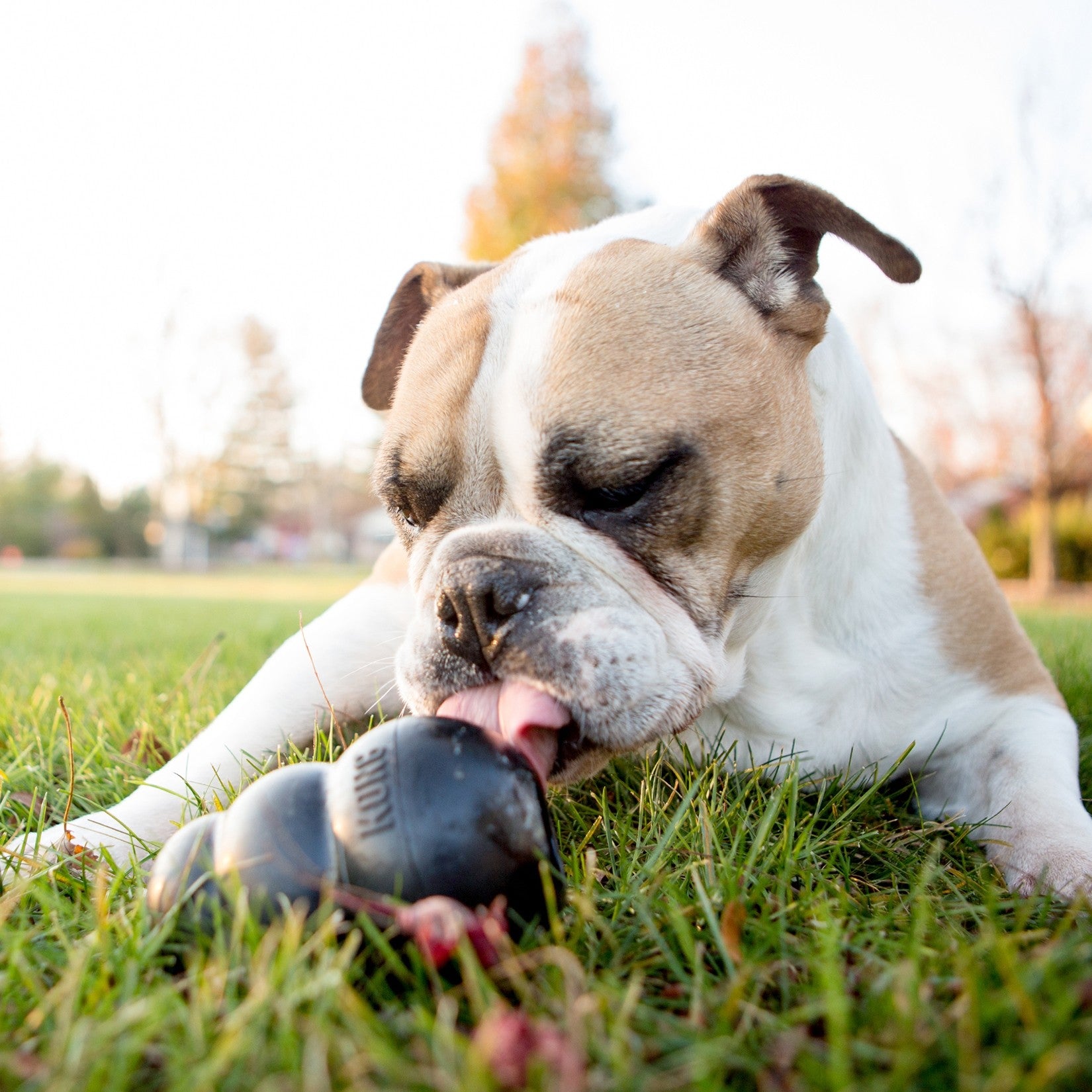 Jouet Extreme KONG - Jouet à mâcher ultra-résistant pour chien