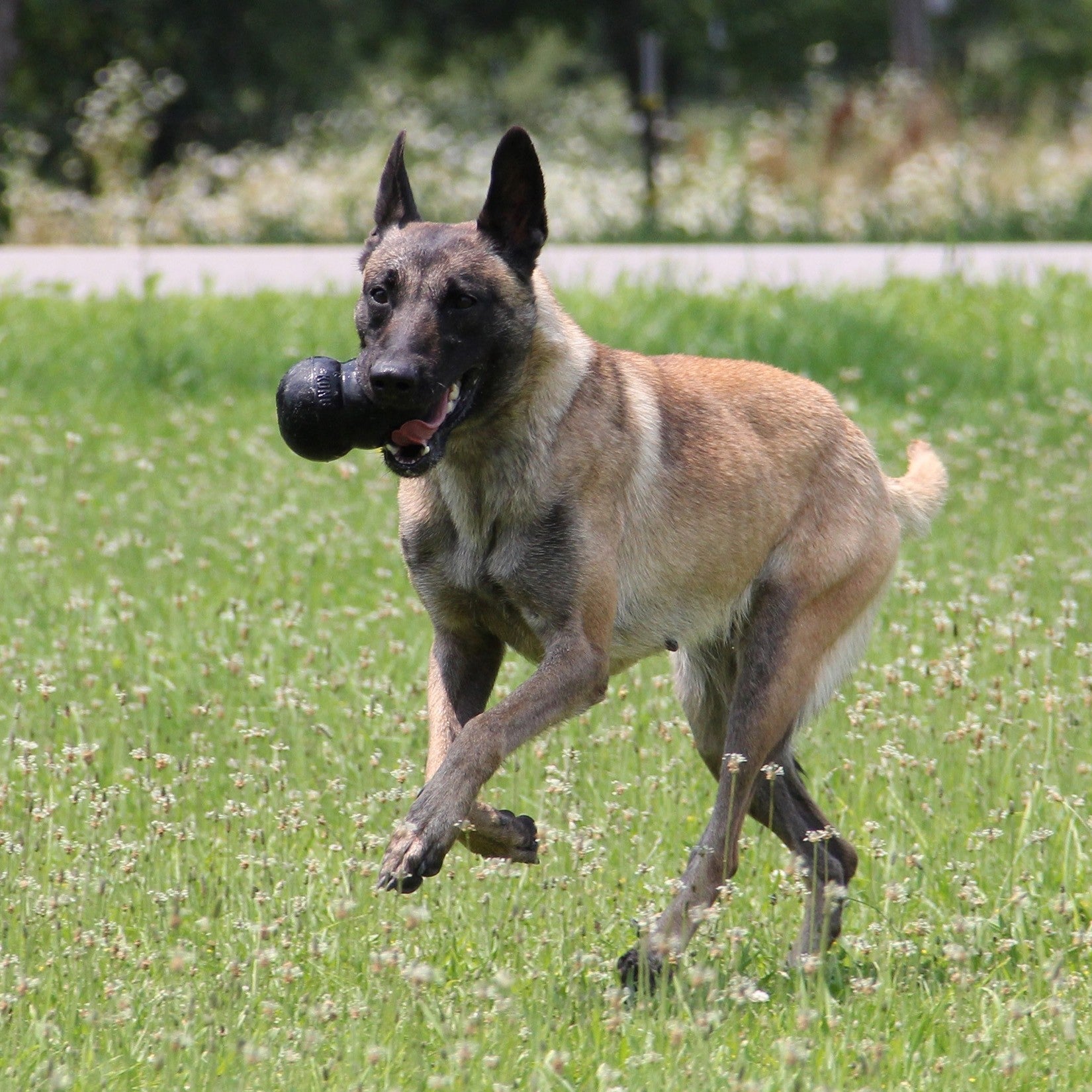 Jouet Extreme KONG - Jouet à mâcher ultra-résistant pour chien