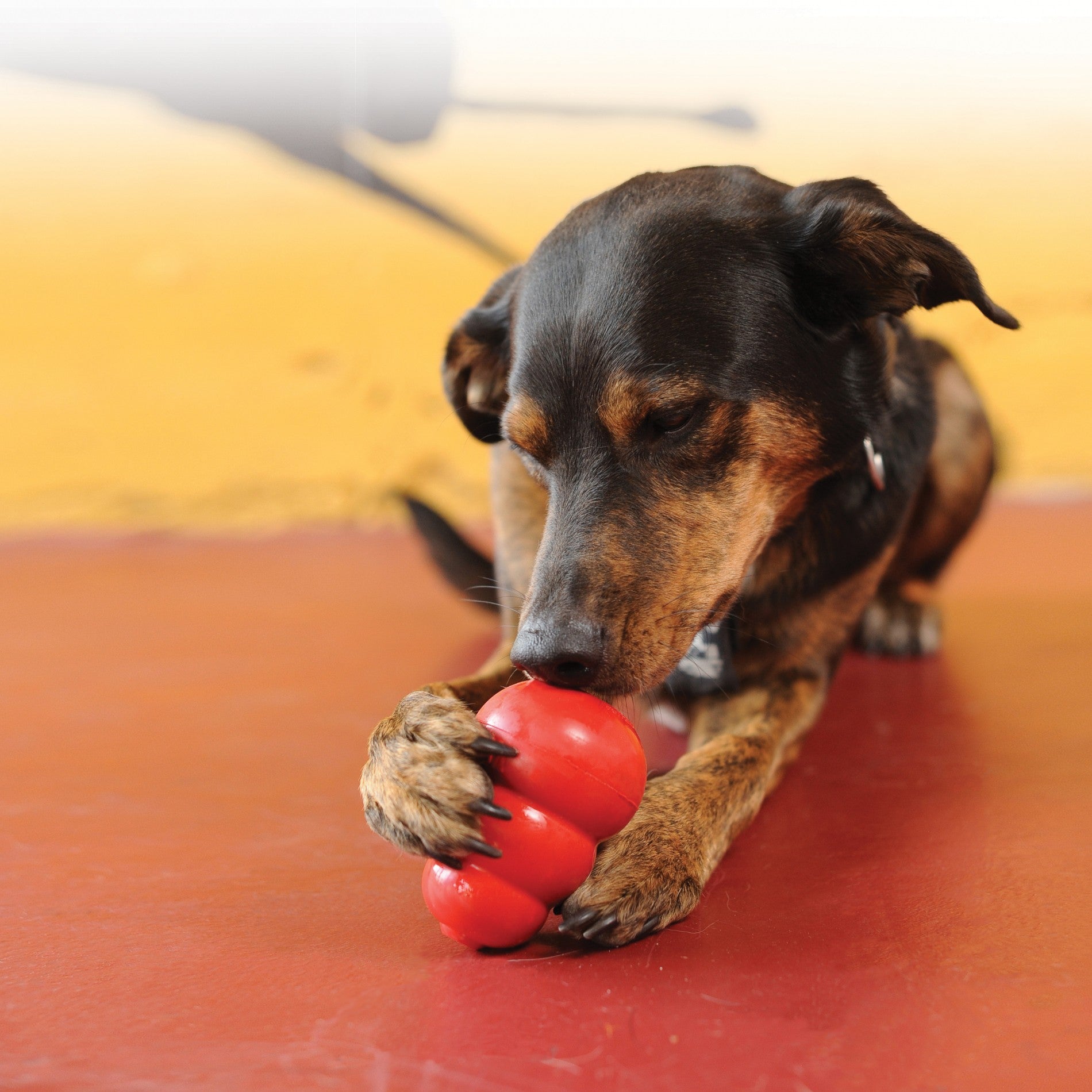 Pâte appétente Stuff'n KONG