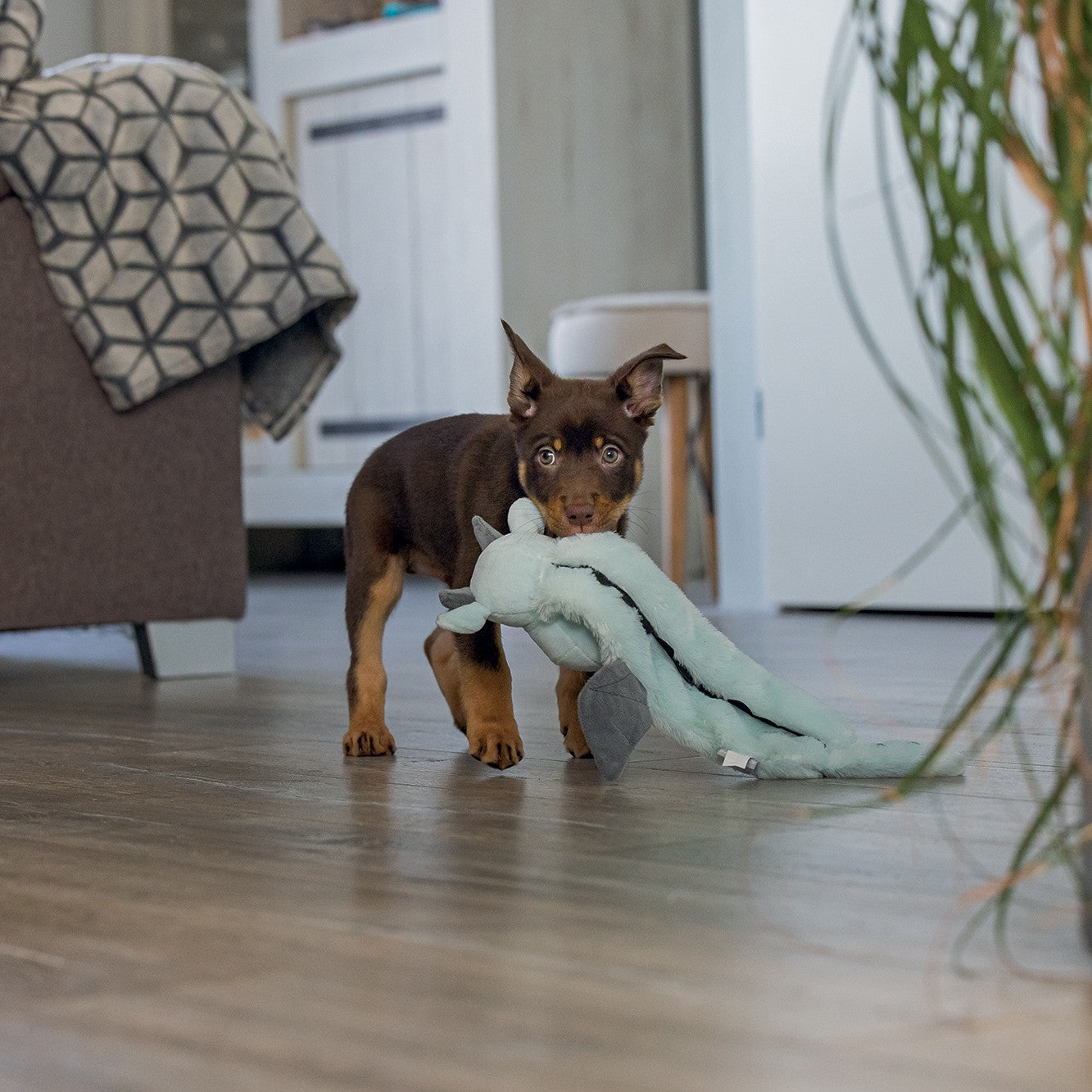 Peluche Dragon Puppy