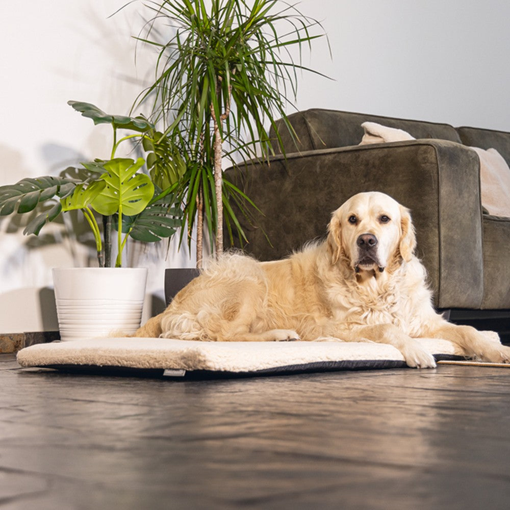 Coussin à mémoire de forme Ito