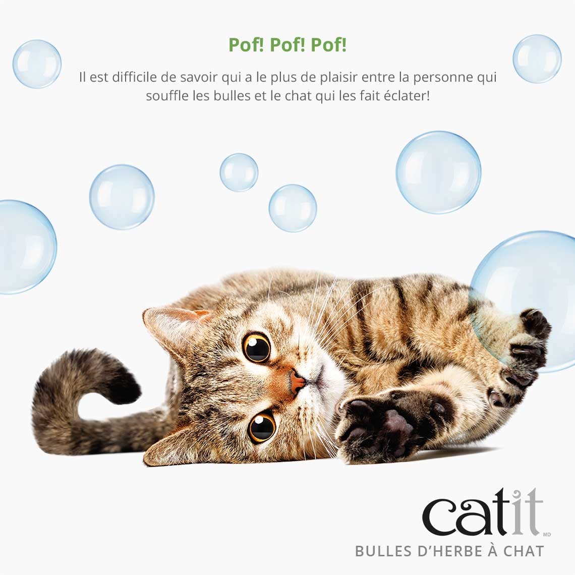 Bulles d'herbe à chat