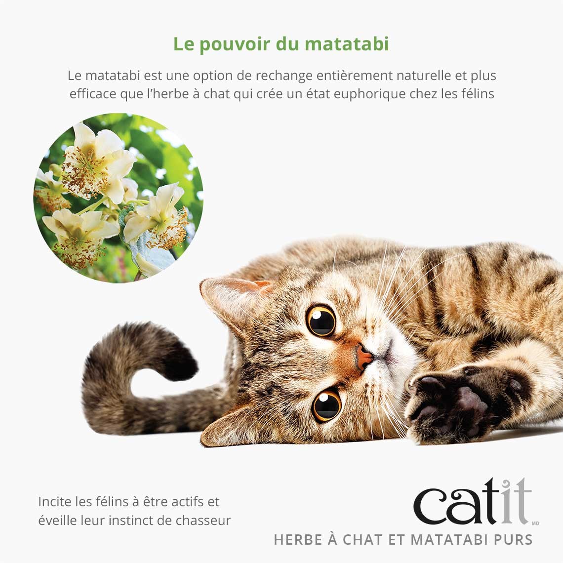 Mélange pur d'herbe à chat et matatabi