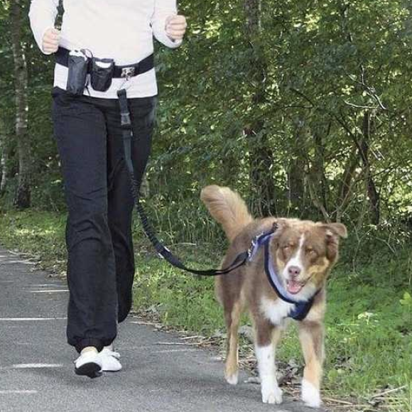 Ceinture ventrale canicross avec laisse