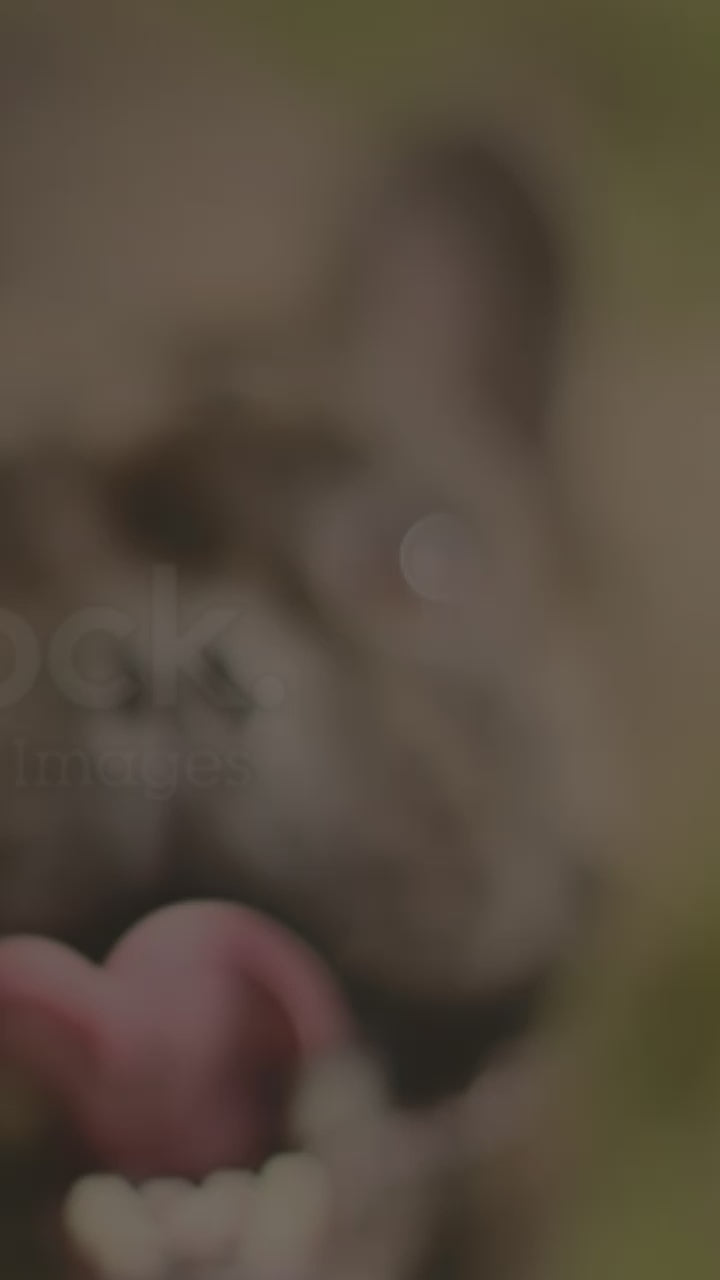 Charger la vidéo : ADAPTIL® Calm diffuseur