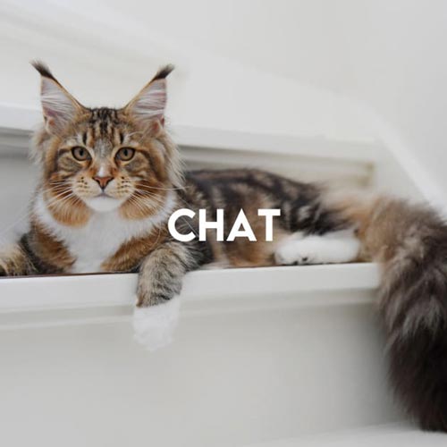 accueil_categorie_chat