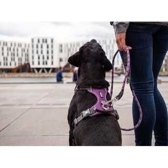 Dog Copenhagen Harnais confort Walk Pro  