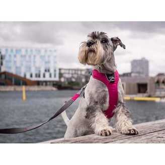 Dog Copenhagen Harnais confort Walk Pro  