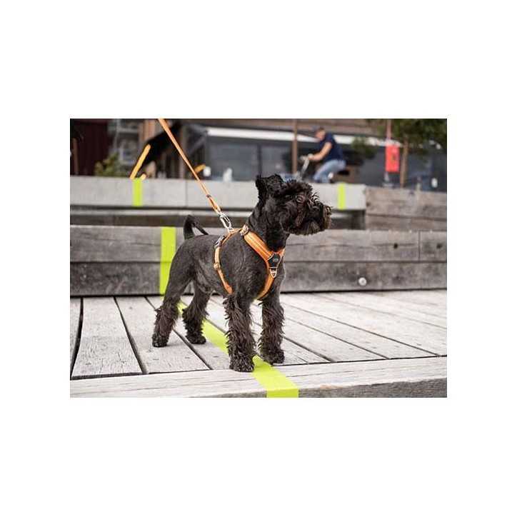 Dog Copenhagen Harnais confort Walk Air