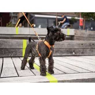 Dog Copenhagen Harnais confort Walk Air  