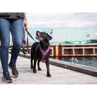 Dog Copenhagen Laisse Urban Trail  