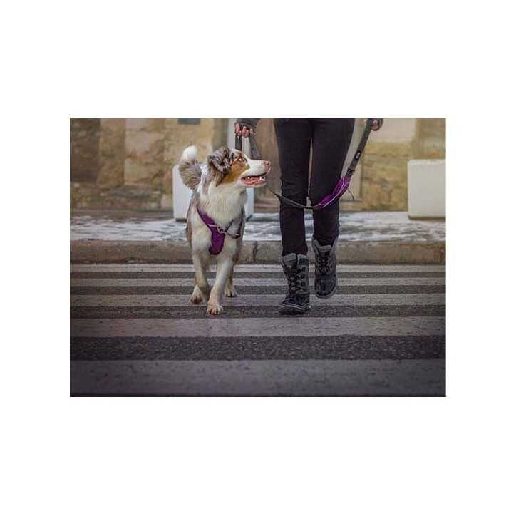 Dog Copenhagen Laisse Urban Trail