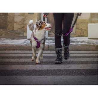 Dog Copenhagen Laisse Urban Trail  