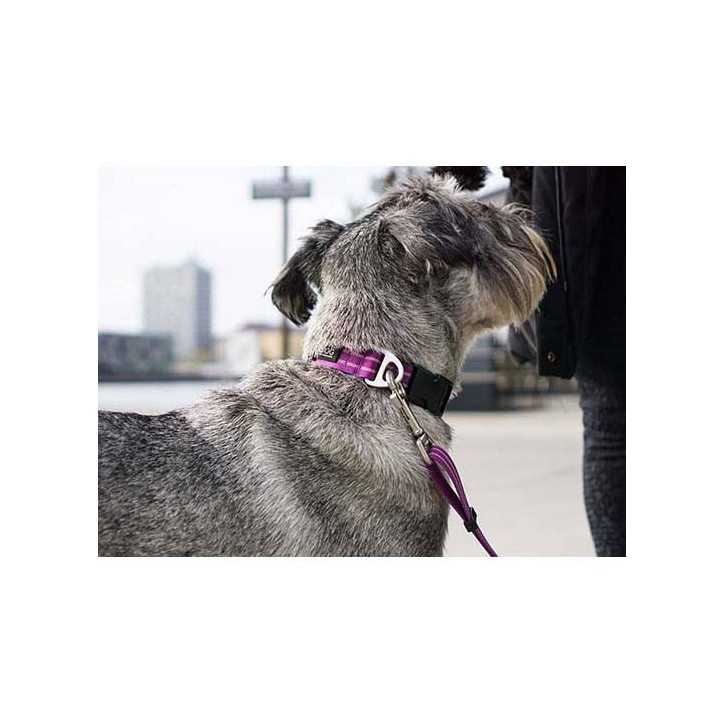 Dog Copenhagen Collier Urban Style