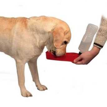 Water bottle with bowl