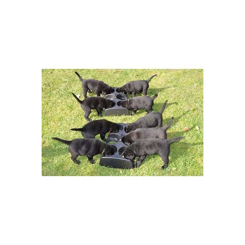 Nourrisseur multi gamelles pour chiots  