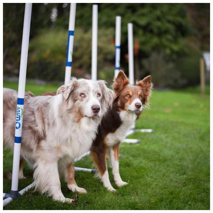 Slalom d'entrainement PVC