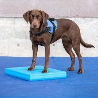 FitPaws Balance Pad 