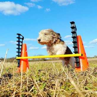 FitPaws saut d'obstacle Hurdle Set 