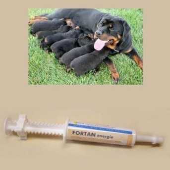 Fortan patee concentree energetique au colostrum pour chiot et chaton ou adulte convalescent