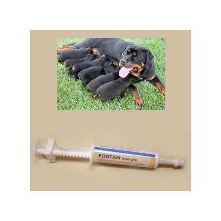 Fortan patee concentree energetique au colostrum pour chiot et chaton ou adulte convalescent