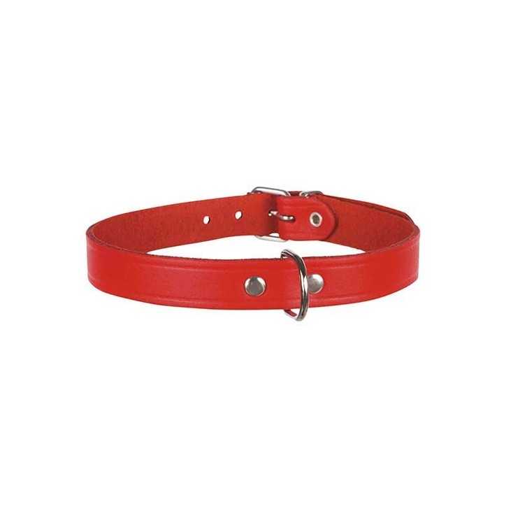 Collier pour chien Basic